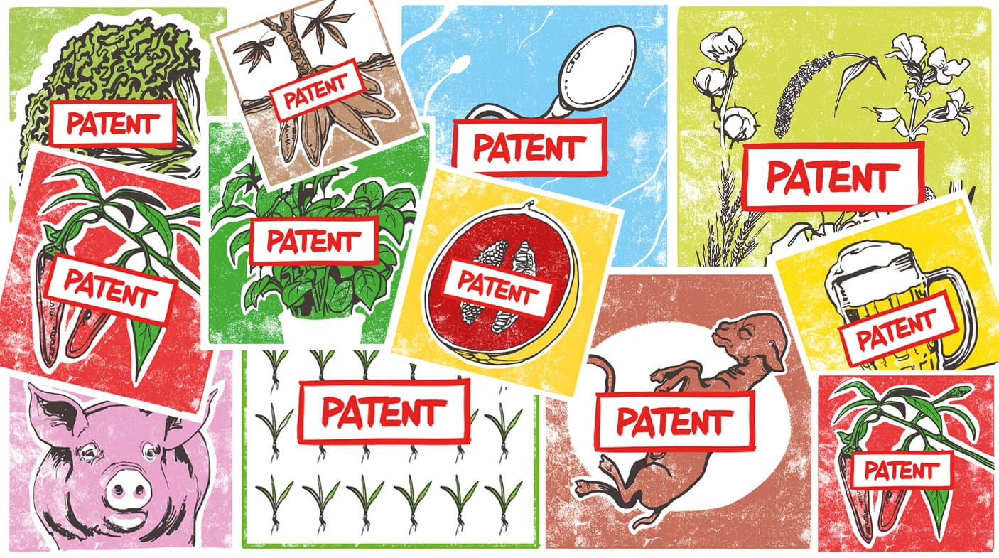 Eleven reasons why Europe needs to ban patents on food plants and farm animals