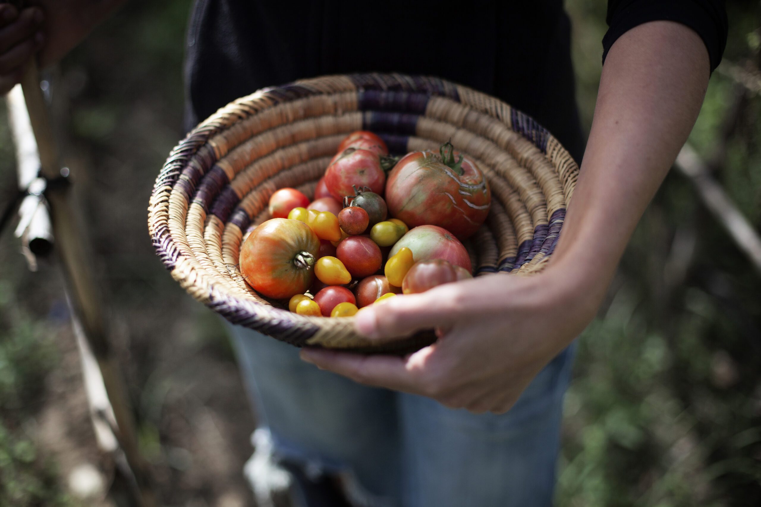 Showing tomatos agrobiodiversity