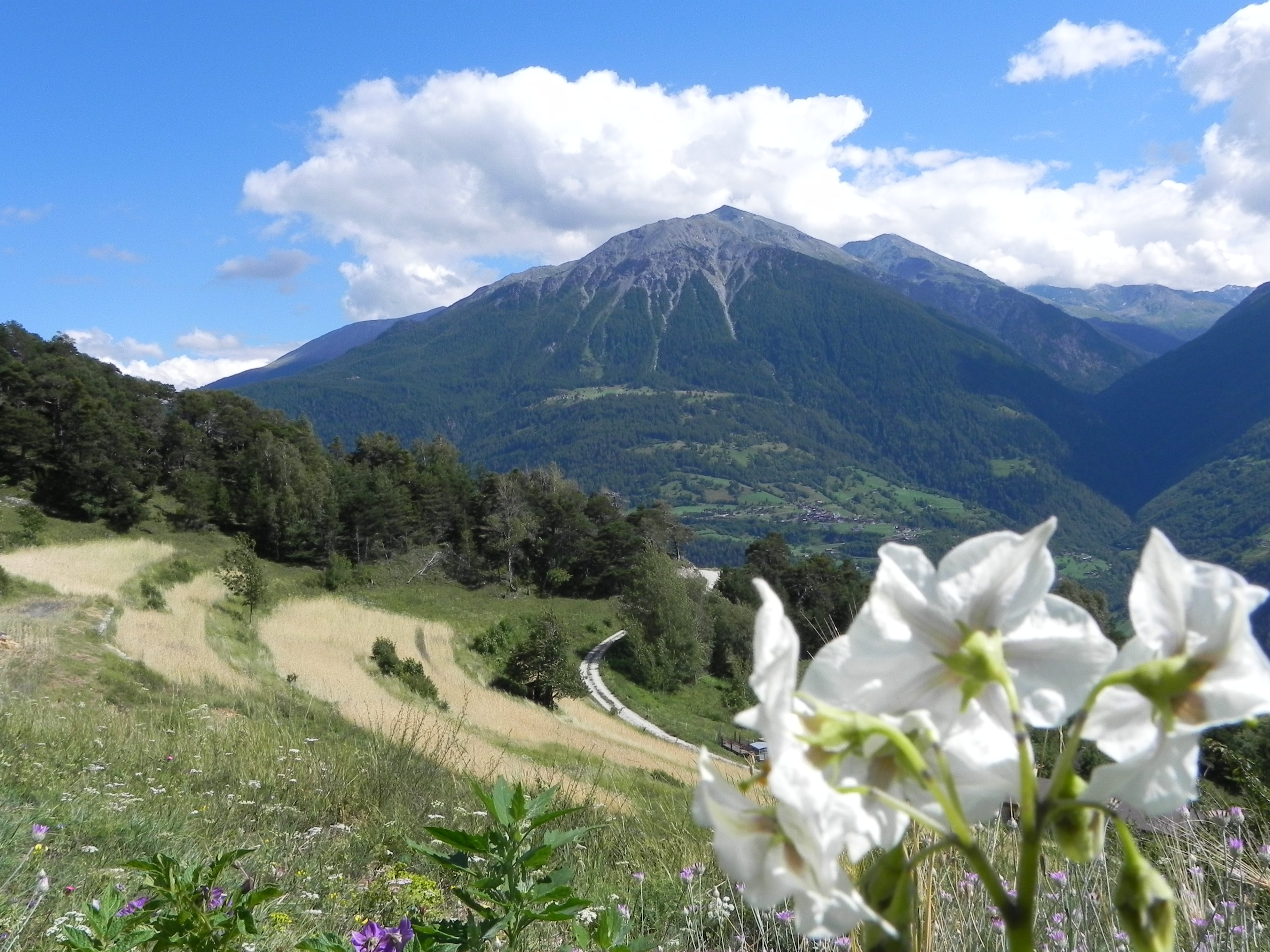 Fundus Agri-Cultura Alpina for “montagna”