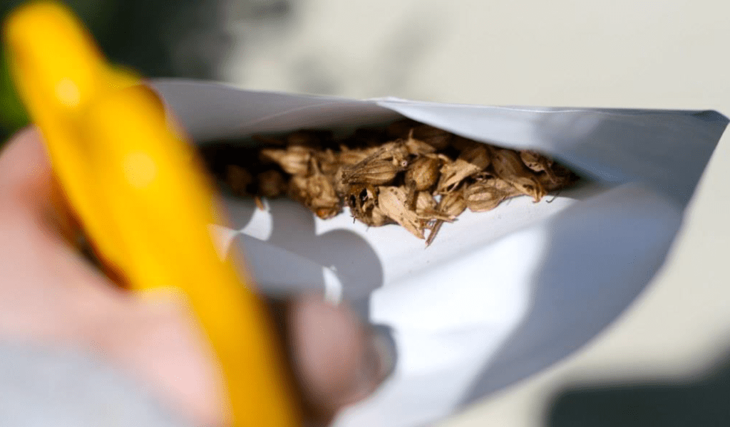 From Saving Seeds, by Chiot’s Run, 2009