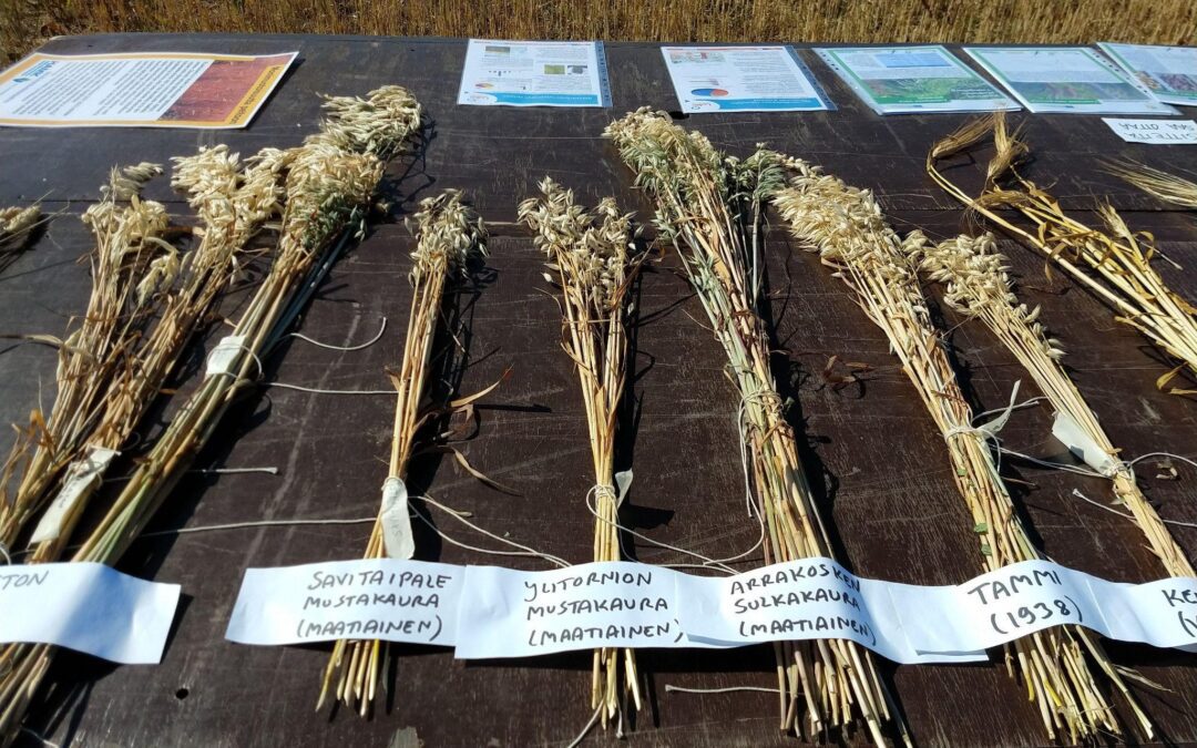 Bringing diversity to Fields with Heritage Grains